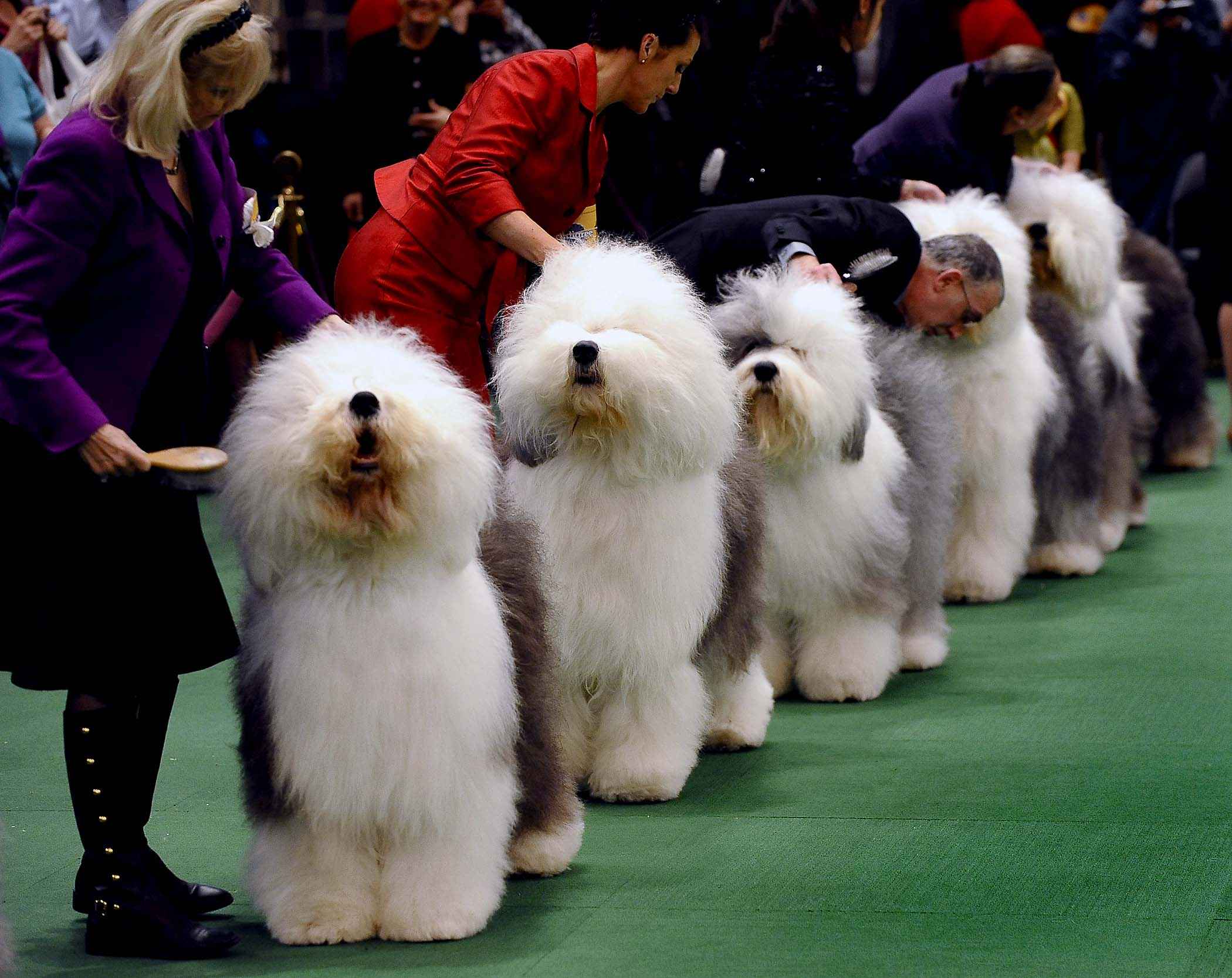 Национальная выставка собак. Вестминстер выставка собак. Бобтейл терьер. На выставке собак. Выставка породистых собак.