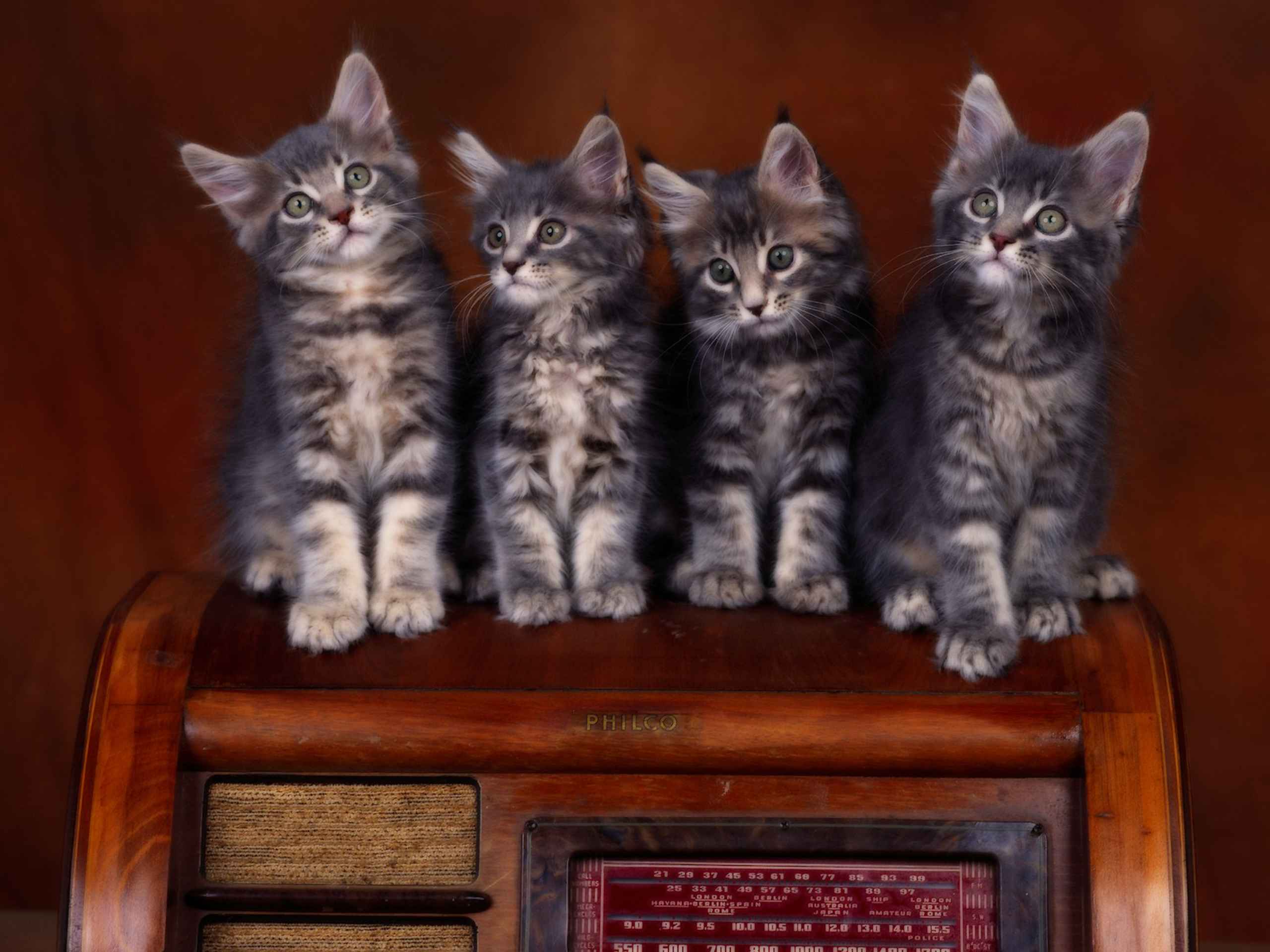 Кошка и 10 котят. Котята Мейн-кун много. Мейн кун котенок. Четыре котёнка Мейн-кун. Фото кошечек.