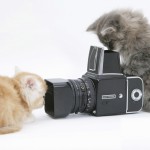 Фотографирование животных